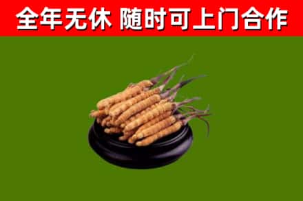 伽师烟酒回收冬虫夏草.jpg
