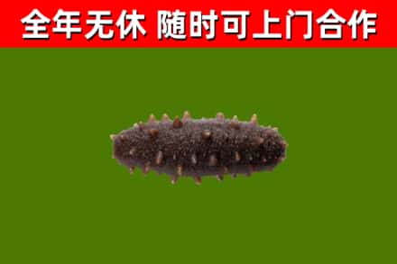 伽师烟酒回收干海参.jpg